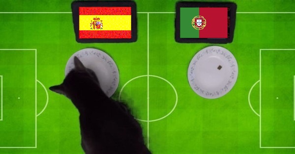 Tiên tri mèo Cass dự đoán Tây Ban Nha vs Bồ Đào Nha, 1h45 ngày 3/6 - Ảnh 1