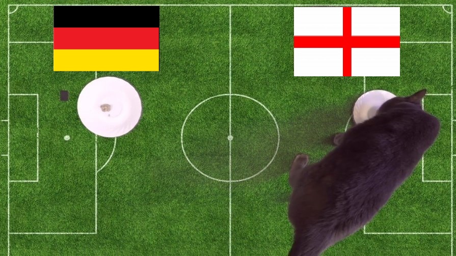Tiên tri mèo Cass dự đoán Đức vs Anh, 1h45 ngày 8/6 - Ảnh 1