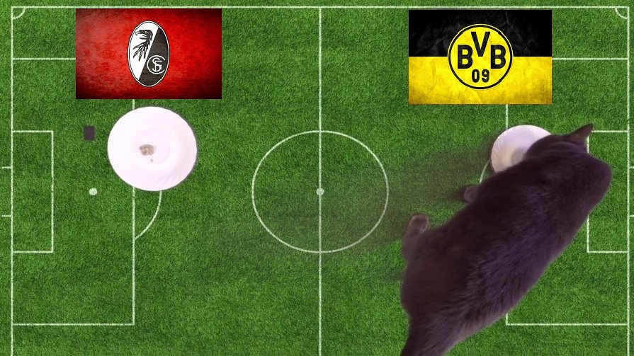 Tiên tri mèo Cass dự đoán Freiburg vs Dortmund, 1h30 ngày 13/8 - Ảnh 1