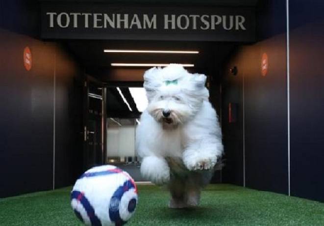 Nhà tài trợ Tottenham cợt nhả: Chó còn đá hay hơn họ