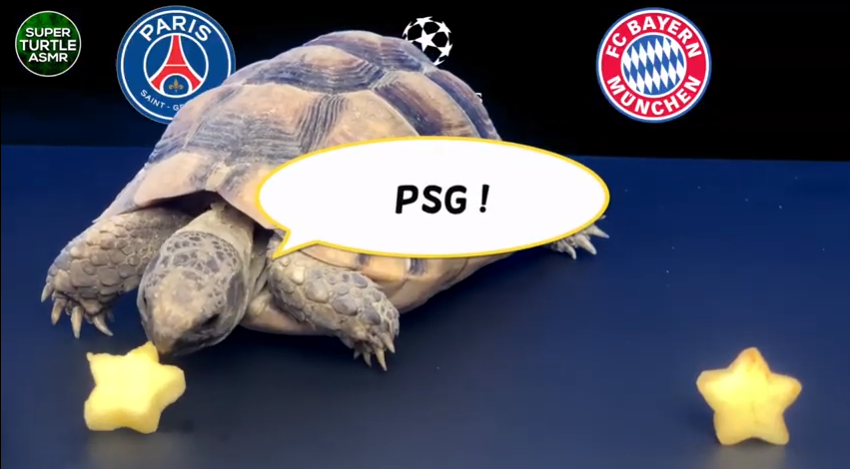 Tiên tri Rùa dự đoán PSG vs Bayern Munich, 2h ngày 24/8